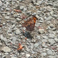 Oreas Comma thumbnail 3