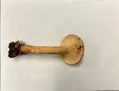 Curry Milkcap thumbnail 5