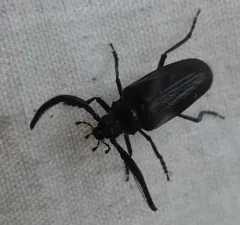 Prionus fissicornis thumbnail 2