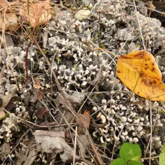 dog pelt lichen thumbnail 4