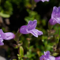 Eggleaf Beardtongue thumbnail 1