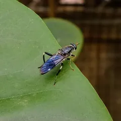 Garden soldier fly thumbnail 3