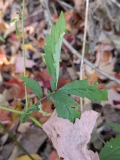 Coptotriche agrimoniella thumbnail 3