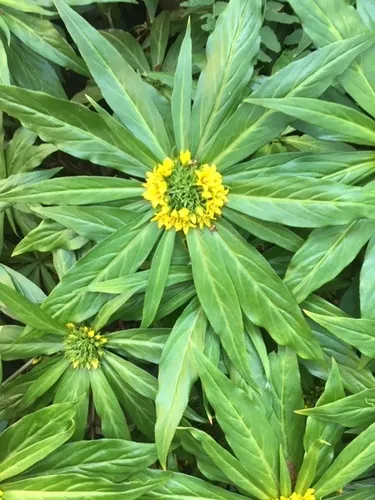 Lysimachia paridiformis