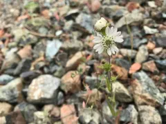 Hayfield Tarweed thumbnail 2