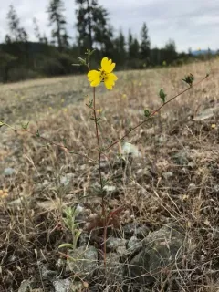 Oregon western rosinweed thumbnail 2