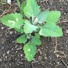 Common Lambsquarters thumbnail 4