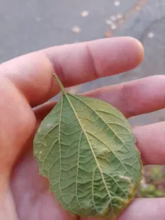 Erysiphe parvula thumbnail 2