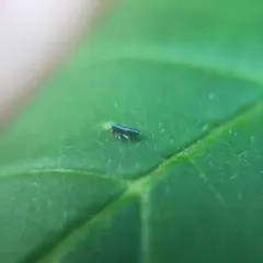 Lepidocyrtus paradoxus thumbnail 3