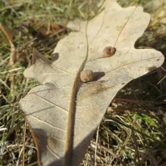 Philonix fulvicollis thumbnail 3