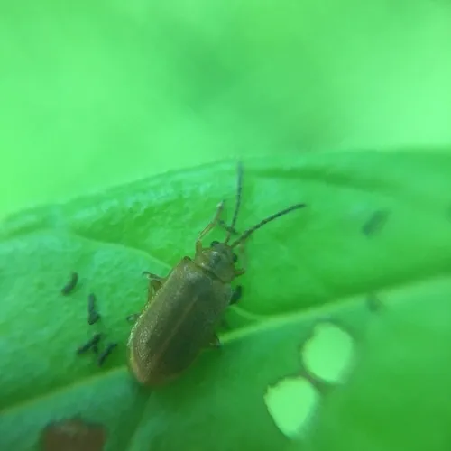 Black-margined Loosestrife Beetle