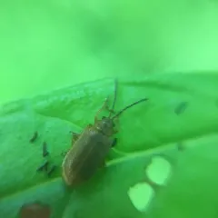 Black-margined Loosestrife Beetle thumbnail 1