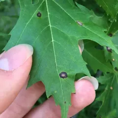 bullseye leaf spot thumbnail 2