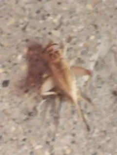 House Cricket thumbnail 4