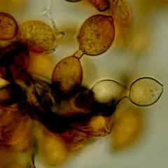 Botryobasidium simile thumbnail 4