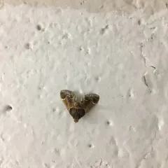 Meal moth thumbnail 2