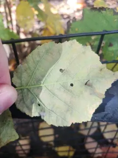 Erysiphe coryli-americanae thumbnail 3