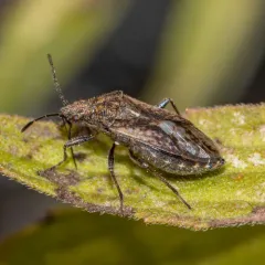 Neortholomus scolopax thumbnail 4