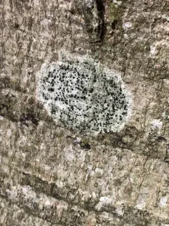 Lecidella lichen thumbnail 3