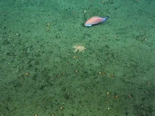Blacktail Snailfish