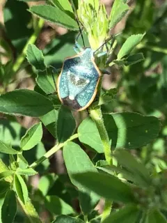 Say's Stink Bug thumbnail 4