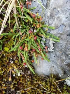 Club-moss mountain heather thumbnail 1