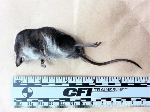 Western Water Shrew