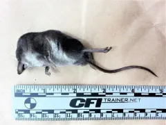 Western Water Shrew thumbnail 1