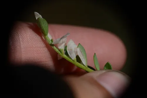 Coleophora polemoniella
