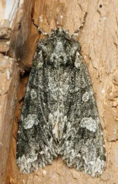 Three-horned Moth thumbnail 2