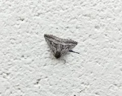 Tetracis formosa thumbnail 4