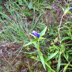 Narrowleaf Gentian thumbnail 3