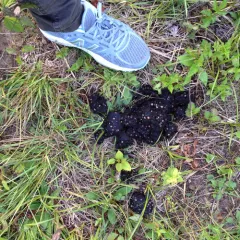 American Black Bear thumbnail 4