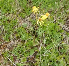 Black-tip Groundsel thumbnail 4