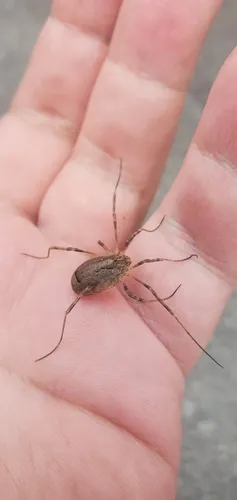 Odiellus spinosus