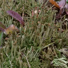 Branched Pixie-cup Lichen thumbnail 2
