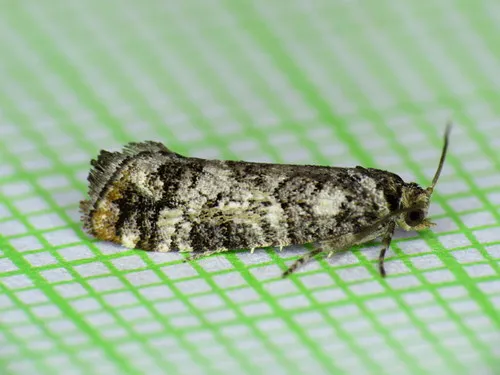 Douglas-fir Cone Moth