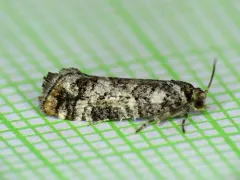 Douglas-fir Cone Moth thumbnail 1