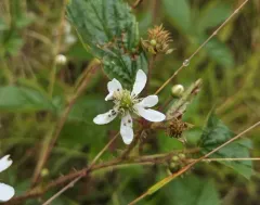 Bristly Blackberry thumbnail 2