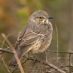 Sage Thrasher thumbnail 4