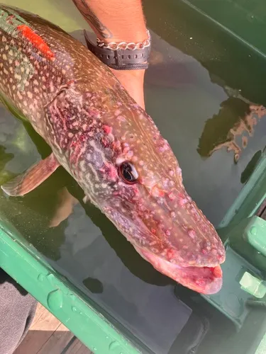 Aeromonas hydrophila