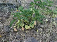 Snake Canyon Milkvetch thumbnail 4