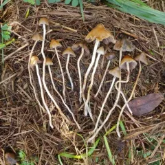 Liberty Cap thumbnail 4