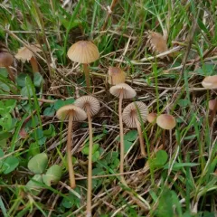 Brownedge Bonnet thumbnail 4