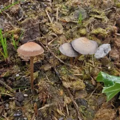 Banded Mottlegill thumbnail 4