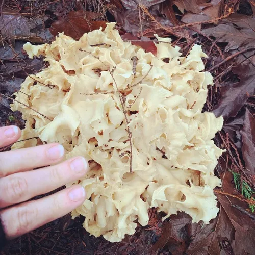 Western cauliflower mushroom