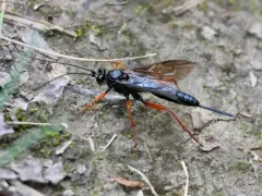 Buathra laborator thumbnail 4