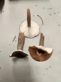 Lactarius glutigriseus thumbnail 2