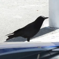 American Crow thumbnail 2