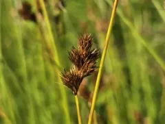 Dawn-land sedge thumbnail 2